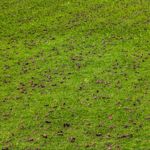 Why aerate the lawn? - News - Blog 2